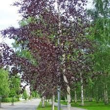 Betula pendula 'Purpurea' - Piroslevelű nyír K15