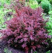 Berberis thunbergii 'Dark Red Lady' - vérborbolya Berberis thunbergii 'Dark Red Lady' - vérborbolya