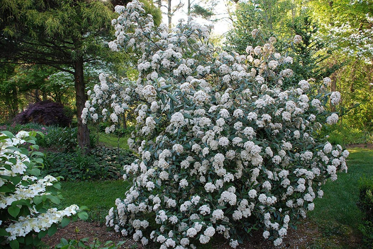 Viburnum pragense - Prágai bangita