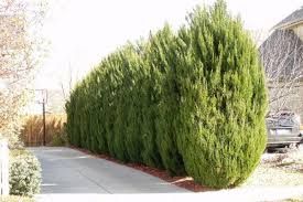Juniperus virginia 'Spartan' - Oszlopos boróka