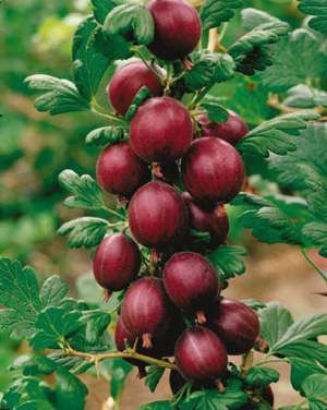 Rokula, piros egres, bokor, konténeres
