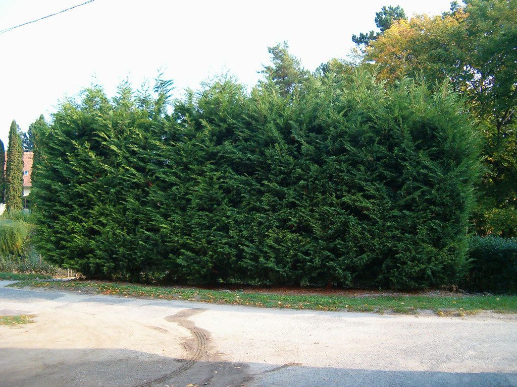 Cupressocyparis leylandii - Leylandi ciprus, 1175 cm Cupressocyparis leylandii - Leylandi ciprus, 1175 cm