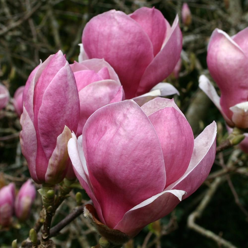 Magnolia 'Rustica Rubra' - Liliomfa, 2 l. kont.