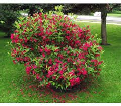 Weigela Florida 'Red Prince' - Rózsalonc Weigela Florida 'Red Prince' - Rózsalonc