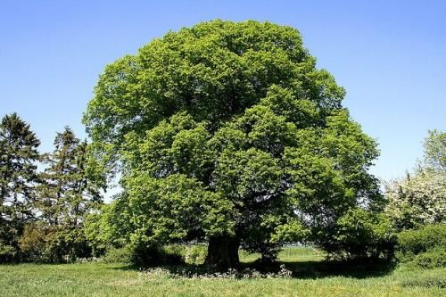 Tilia platyphyllos - Nagylevelű hárs K12