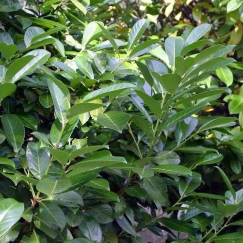 Prunus laurocerasus 'Novita' - Babérmeggy , K5 100/125 cm Prunus laurocerasus 'Novita' - Babérmeggy , K5 100/125 cm