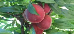 Royal Glory sárgahúsú őszibarack, szabadgyökeres pltvány