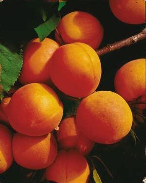 Pannónia kajsziszibarack, szabadgyökeres oltvány