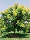 Koelreuteria paniculata - Bugás csörgőfa 