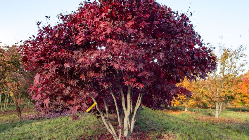 Acer Palmatum Fireglow - Bordó levelű Japán juhar, K15