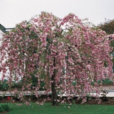 Prunus serrulata 'Kiku Shidare Sakura' - Csüngő ágú díszcseresznye, fld.