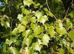 Tilia mongolica 'Harvest Gold' - mongolhárs