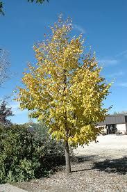 Tilia mongolica 'Harvest Gold' - mongolhárs