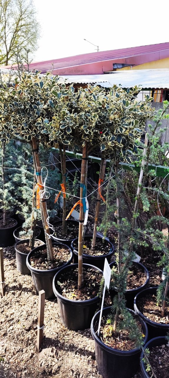 Ilex aquifolium 'Argenteomarginata' - Magyal, krémsárga tarka levelű, Tm100