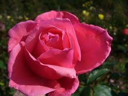 Bel Ange - rózsaszín teahibrid rózsa