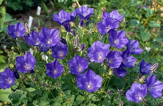 Campanula carpatica ' Carillon Blue' - Kárpátiai harangvirág 