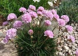 Armeria ‘Pinkes Röschen’ - Röschen – pázsitszegfű hibrid