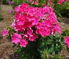 Phlox paniculata 'Famous Magenta' - bugás lángvirág