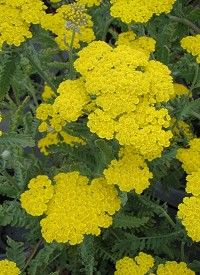 Achillea clypeolata ‘Moonshine’ – cickafark Achillea clypeolata ‘Moonshine’ – cickafark