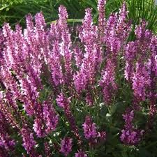 Salvia nemorosa 'Pink Beauty' - ligeti zsálya Salvia nemorosa 'Pink Beauty' - ligeti zsálya