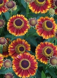 Helenium autumnale 'Bandera' - Őszi napfényvirág