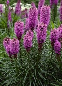 Liatris spicata 'Kobold' - díszcsorba Liatris spicata 'Kobold' - díszcsorba