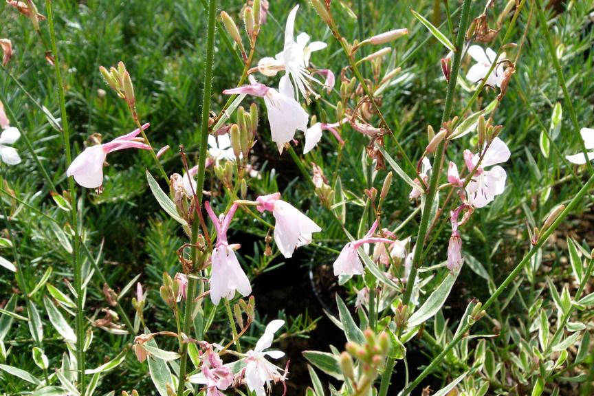 Gaura lindheimeri 'Corrie's Gold' - évelő díszgyertya Gaura lindheimeri 'Corrie's Gold' - évelő díszgyertya