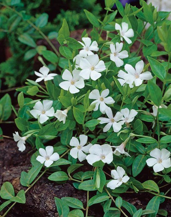 Vinca minor 'Alba' - kis meténg, kis télizöld Vinca minor 'Alba' - kis meténg, kis télizöld