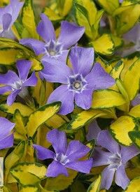 Vinca minor 'Illumination' - kis télizöld, kis meténg Vinca minor 'Illumination' - kis télizöld, kis meténg