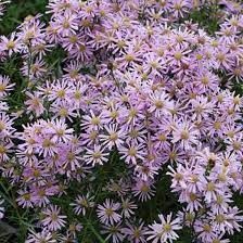 Aster dum. 'Rozika' - törpe őszirózsa Aster dum. 'Rozika' - törpe őszirózsa