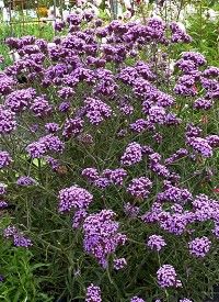 Verbena bonariensis 'Lollipop' - óriás vasfű; óriás verbéna Verbena bonariensis 'Lollipop' - óriás vasfű; óriás verbéna