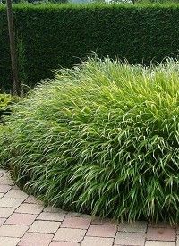 Hakonechloa macra - szálkafű
