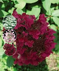 Hydrangea paniculata ‘Wim’s Red’ – bugás hortenzia, K4