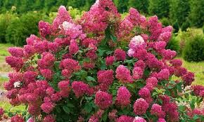 Hydrangea paniculata ‘Wim’s Red’ – bugás hortenzia, K4