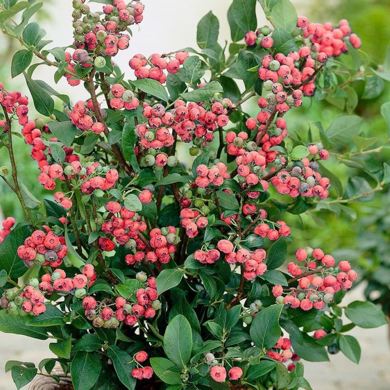  Vaccinium corymbosum ‘Pink Bonbons’ – rózsaszín áfonya 