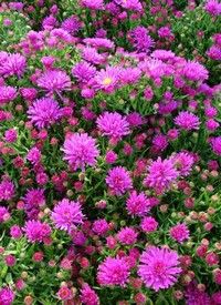 Aster dumosus 'Purple Diamond' - törpe őszirózsa Aster dumosus 'Purple Diamond' - törpe őszirózsa