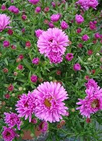 Aster dumosus 'Niobe' - törpe őszirózsa Aster dumosus 'Niobe' - törpe őszirózsa