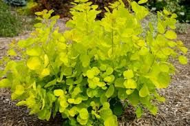 Cotinus coggygria ' Golden Spirit Ancot' - cserszömörce