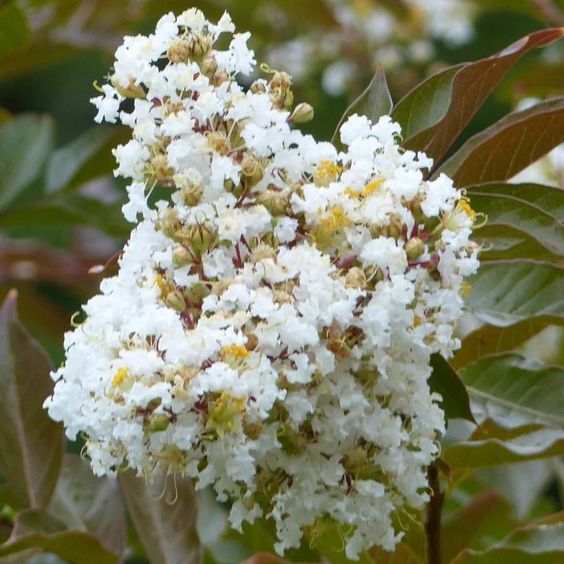 Lagerstroemia 'Wichita'- Kínai selyemmirtusz K3