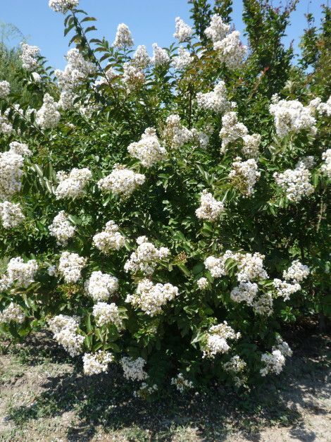Lagerstroemia 'Wichita'- Kínai selyemmirtusz K3