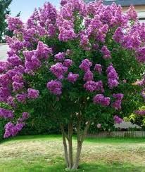 Lagerstroemia 'Wichita'- Kínai selyemmirtusz K3