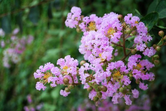 Lagerstroemia 'Petite Orchid' - Kínai selyemmirtusz K3