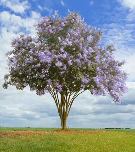 Lagerstroemia 'Petite Orchid' - Kínai selyemmirtusz K3