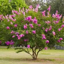 Lagerstroemia 'Petite Orchid' - Kínai selyemmirtusz K3