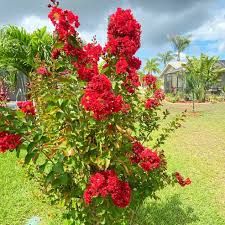 Lagerstroemia 'Liget Paprika'- Kínai selyemmirtusz K3