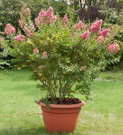 Lagerstroemia 'Dynamite'- Kínai selyemmirtusz 
