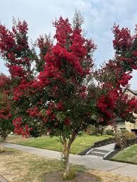 Lagerstroemia 'Dynamite'- Kínai selyemmirtusz 