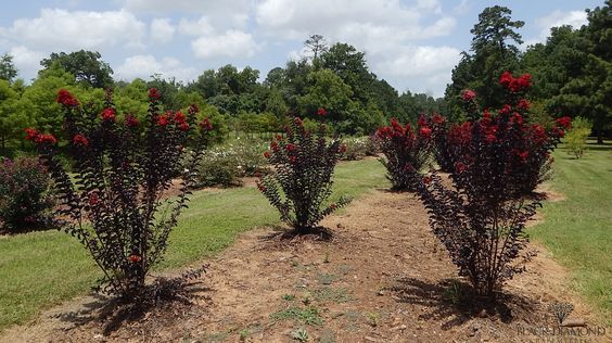 Lagerstroemia Tonto- kínai selyemmirtusz