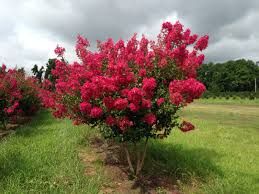 Lagerstroemia Tonto- kínai selyemmirtusz