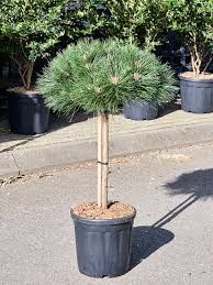 Pinus nigra "Brepo' - törpe feketefenyő törzsre oltva